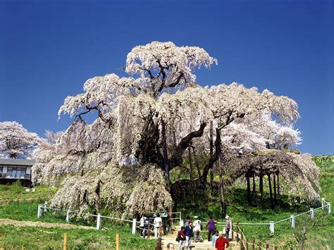 巨門在午 櫻花樹盆栽